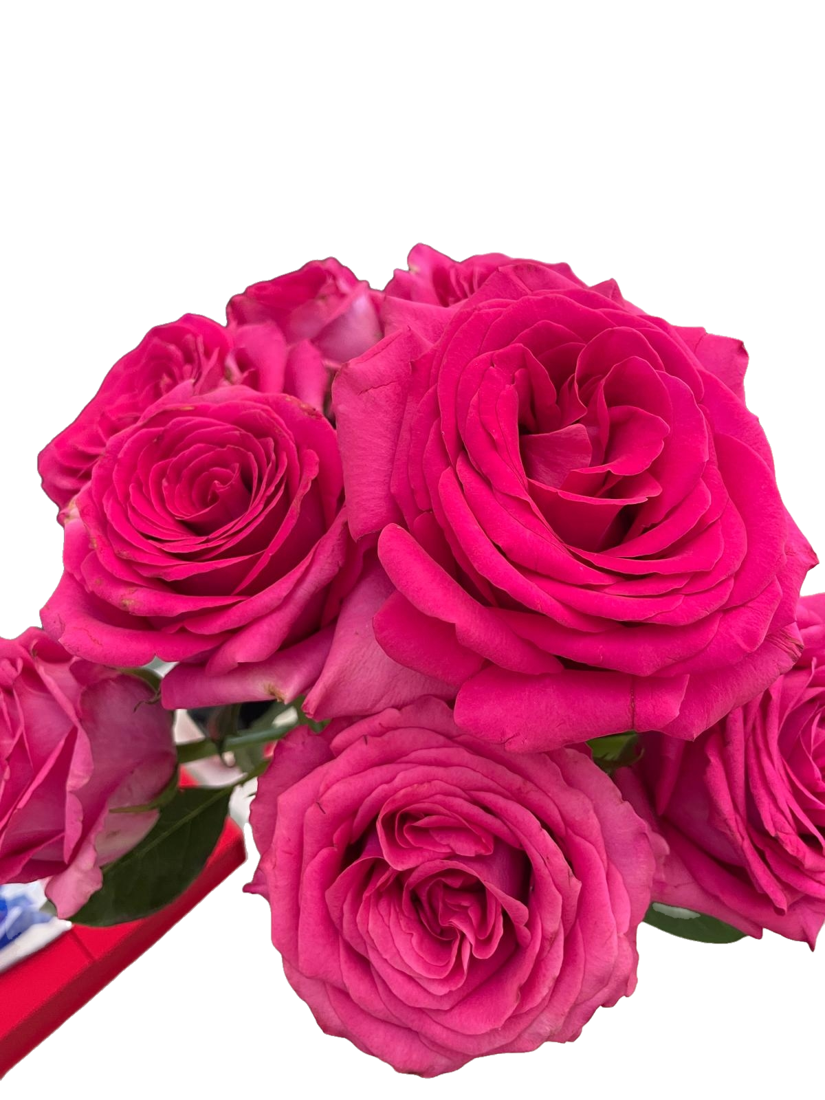 Red Rose 10 pcs 紅玫瑰一扎十技