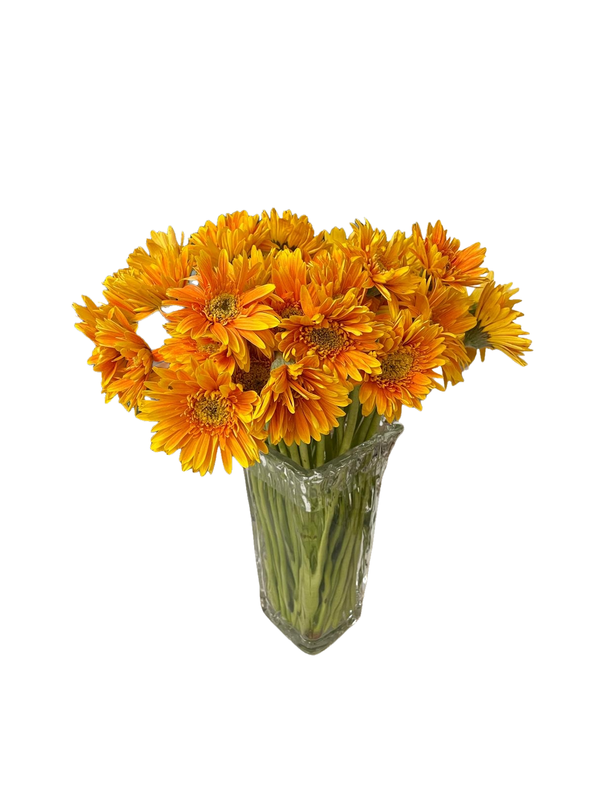 Orange Gerbera Daisy 10 pcs 雛菊一扎十技