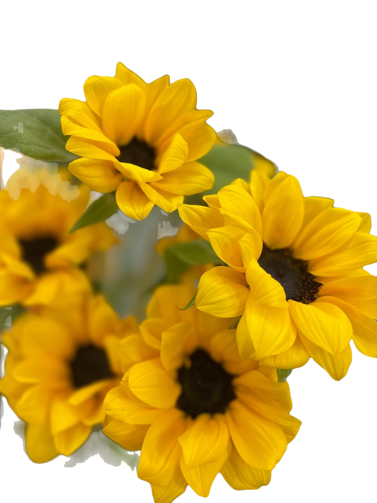 Sunflower 10 pcs 向日葵一扎十技