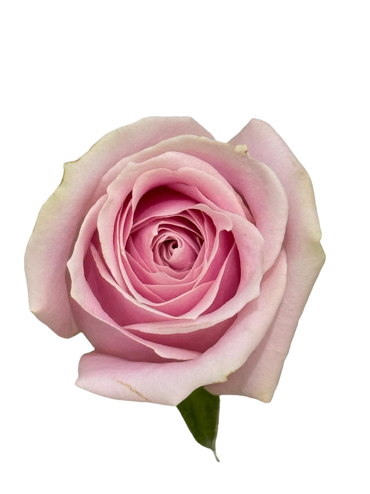 Pink Rose 10 pcs 粉紅玫瑰一扎十技