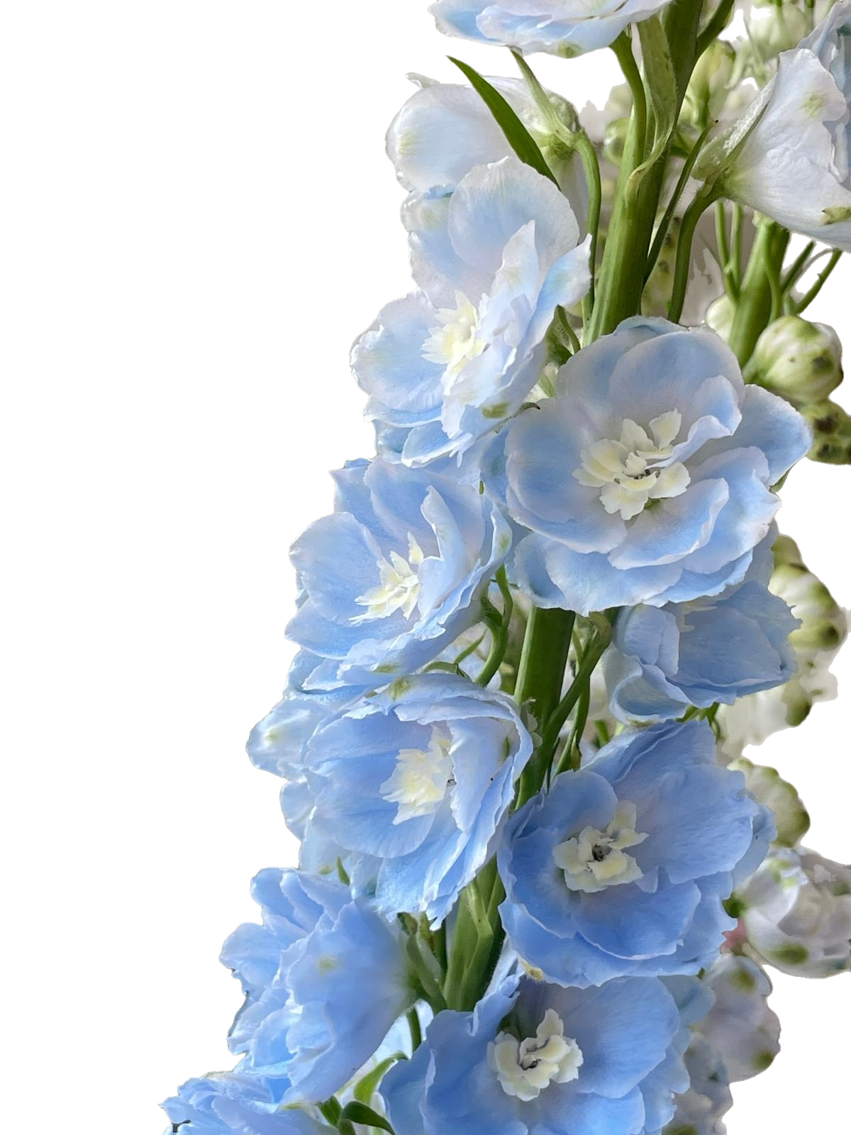 Delphinium Light Blue 5pcs 大飛燕一扎5技
