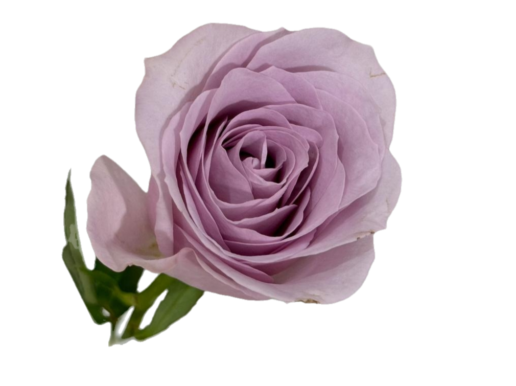 Violet flower 10 pes