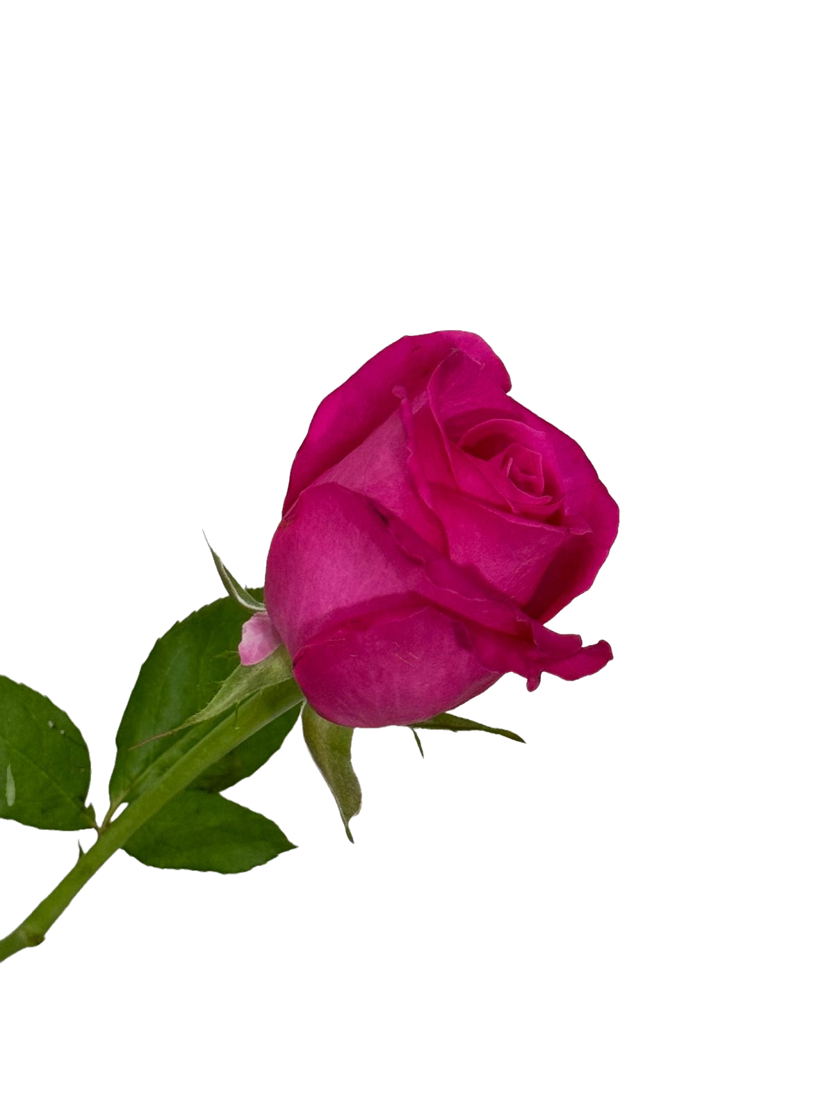 Red Rose 10 pcs 紅玫瑰一扎十技