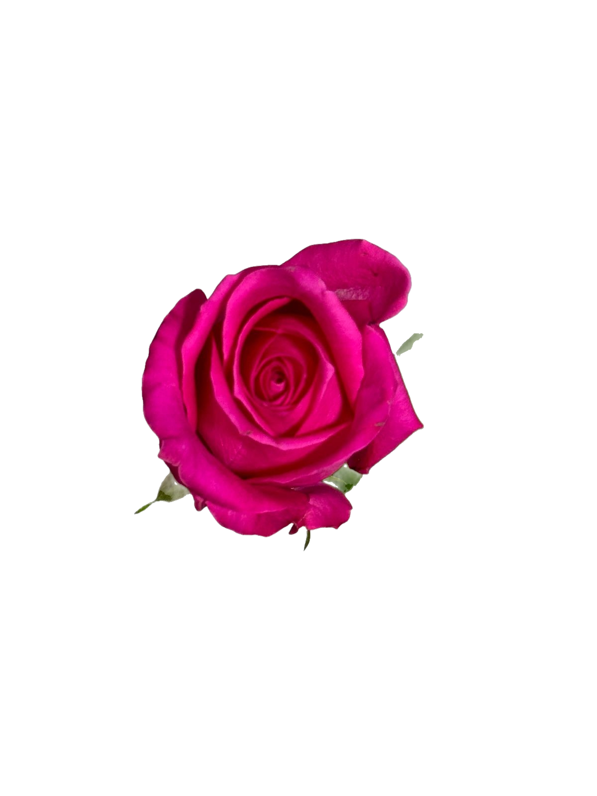 Red Rose 10 pcs 紅玫瑰一扎十技