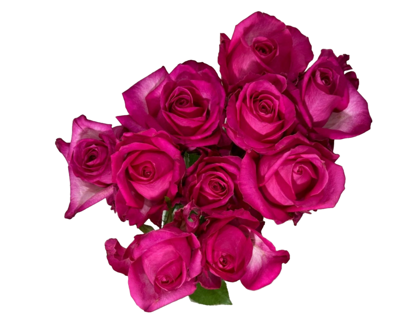 Red Rose 10 pcs 紅玫瑰一扎十技