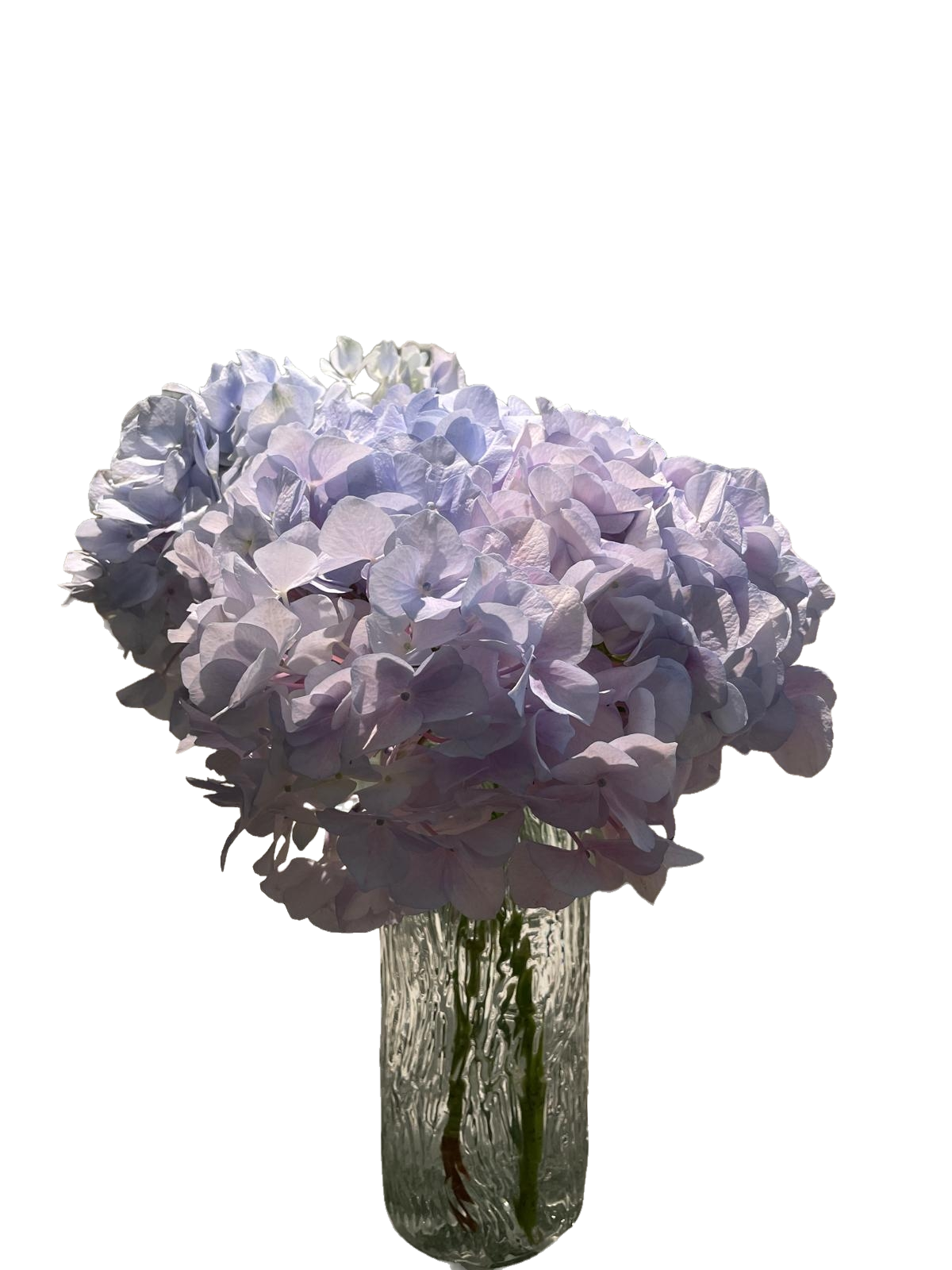 Purple Hydrangeaf 繡球1個