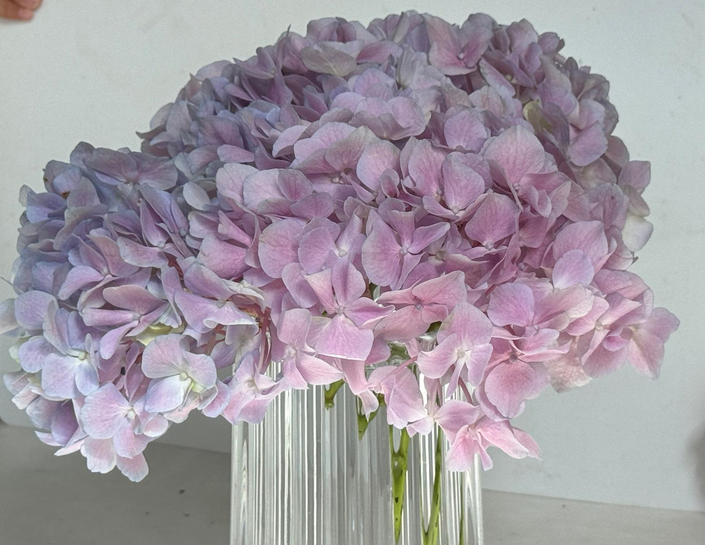 Purple Hydrangeaf 繡球1個