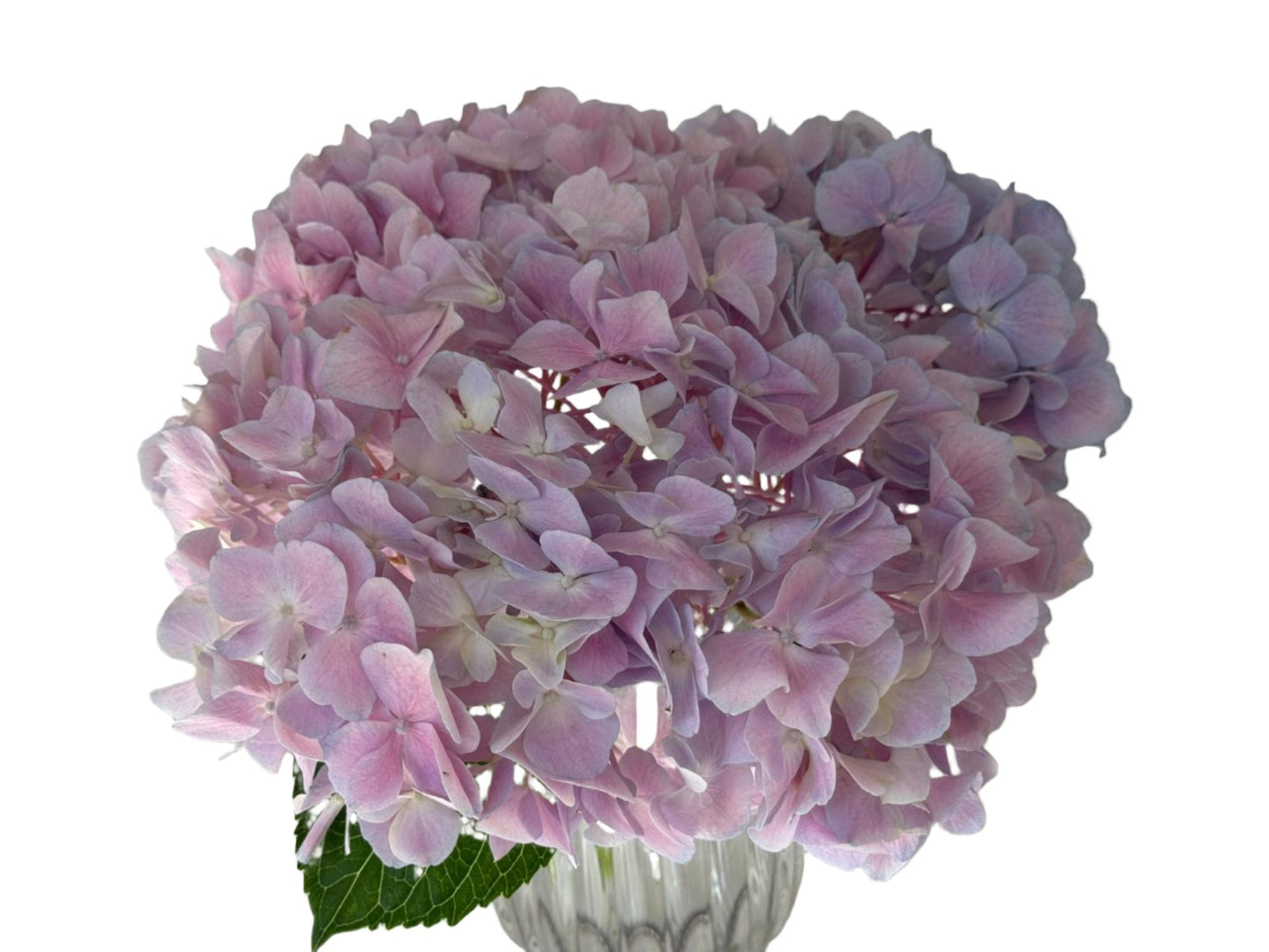 Purple Hydrangeaf 繡球1個