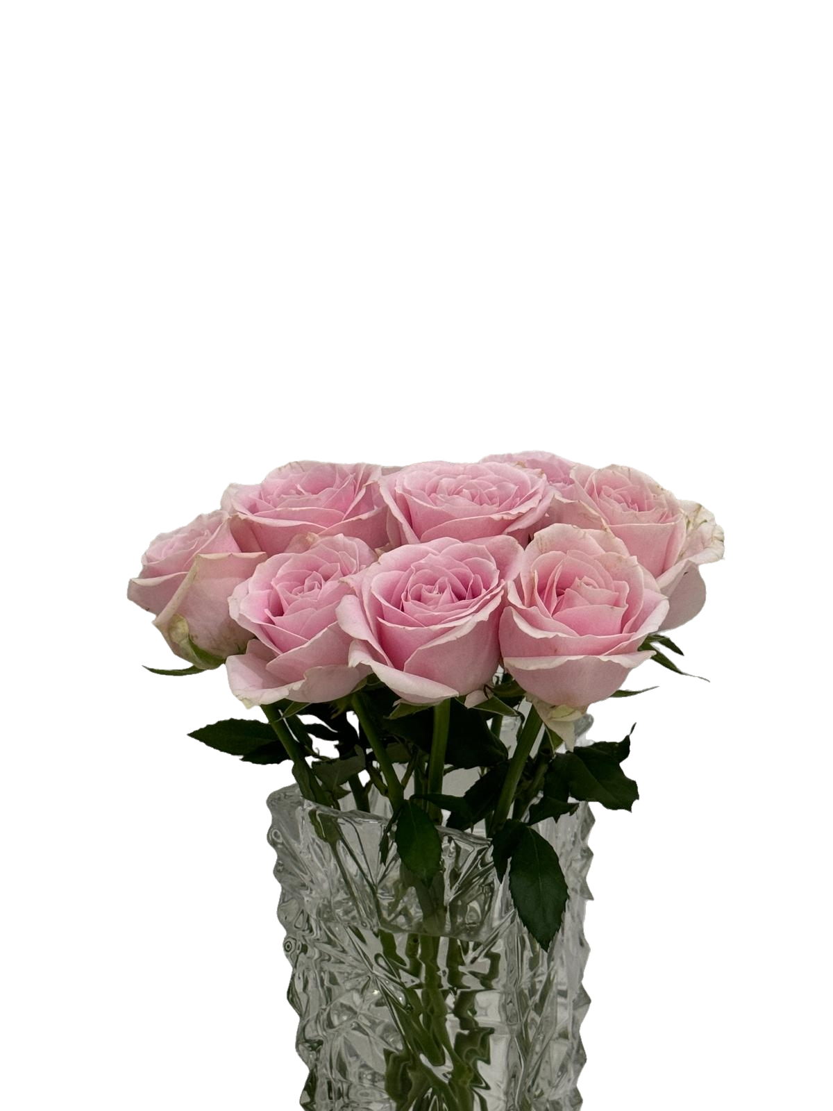 Pink Rose 10 pcs 粉紅玫瑰一扎十技